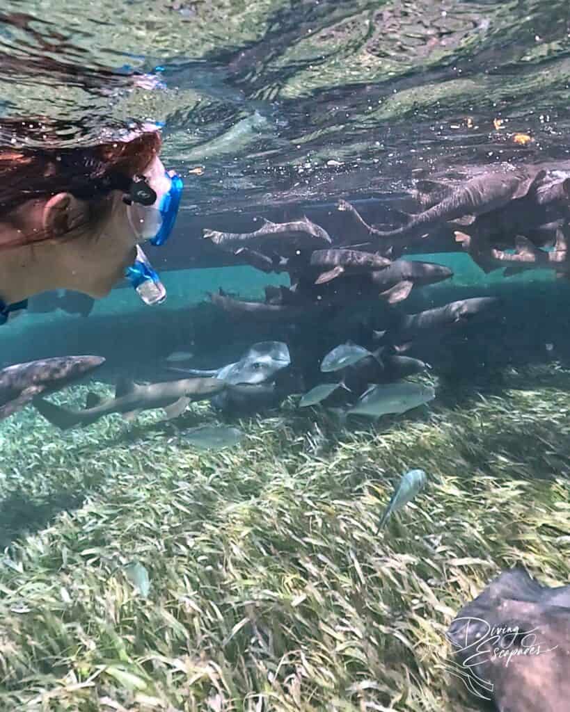 Sharks and Stingrays at Shark Ray Allex Belize