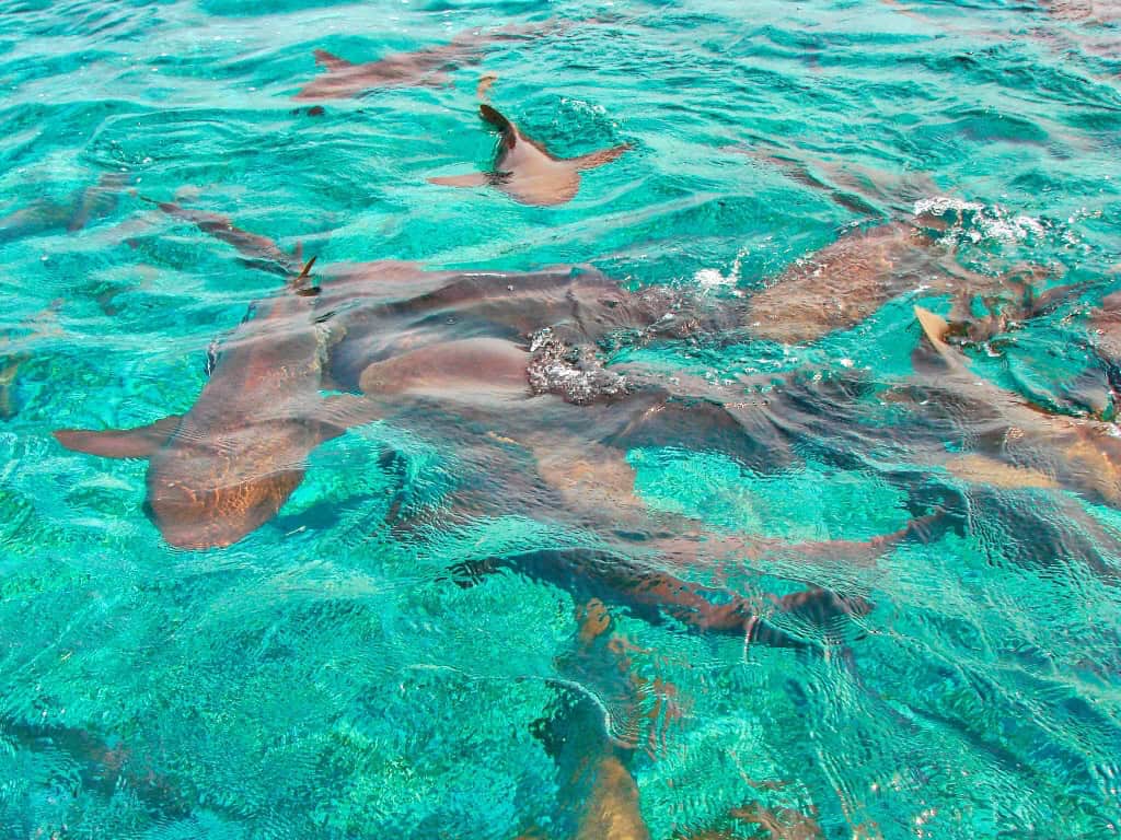 Snorkeling at Shark Ray Alley Belize