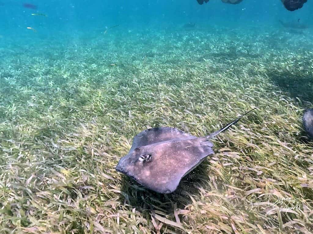 Southern Stingray at Shark Ray Alley Belize