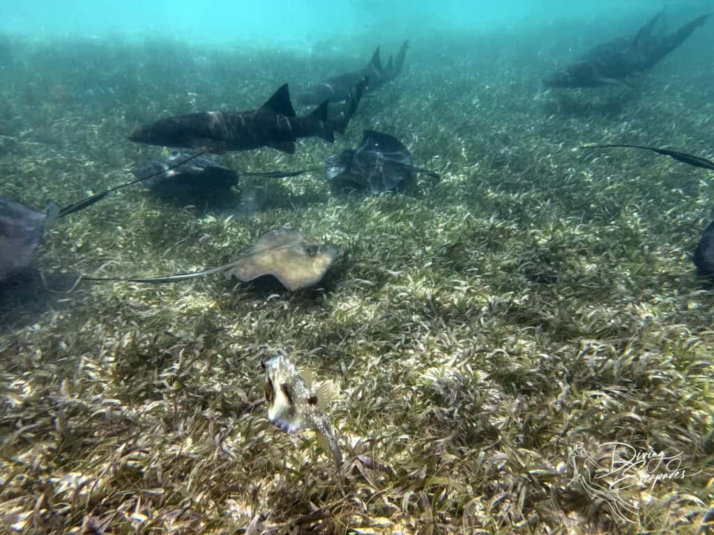 nurse sharks and souther stingrays seagrass meadows