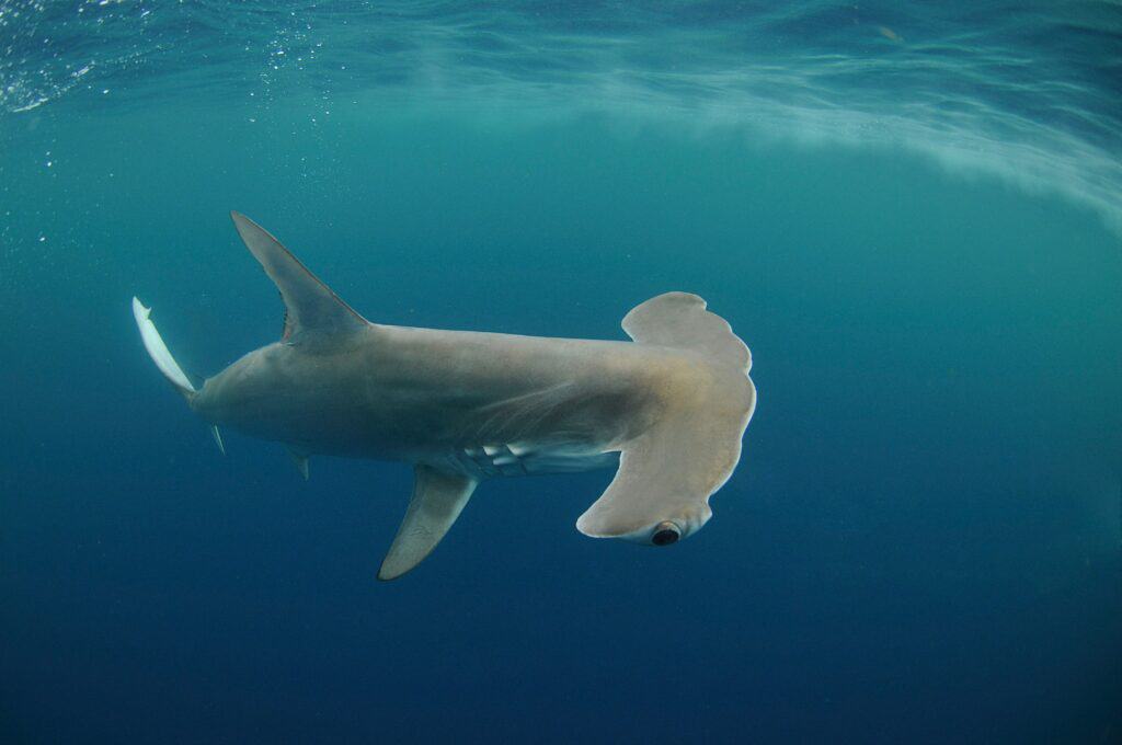 hammerhead shark in the Atlantic Ocean
