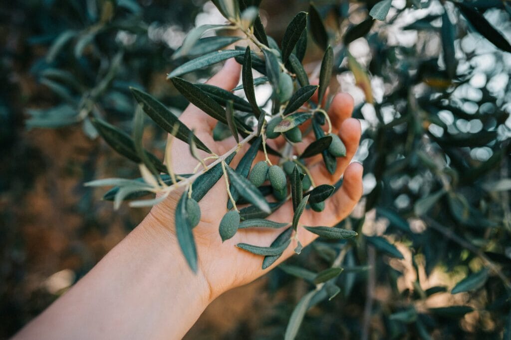 Olive Tree in the countryside