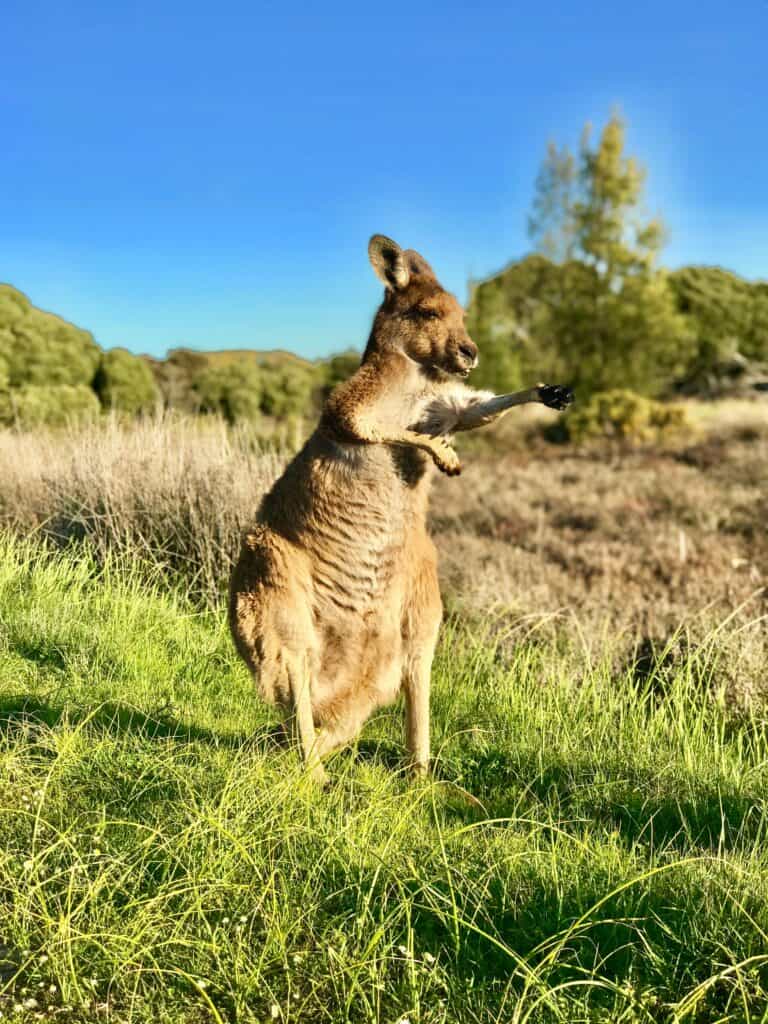 Funny Kangaroo in Australia