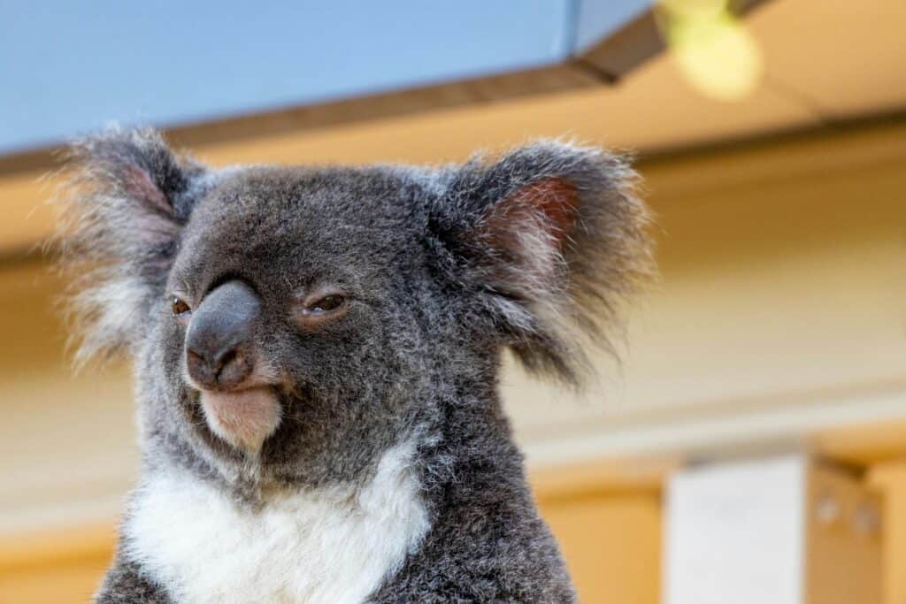 grumpy koala didn't like the Australia jokes