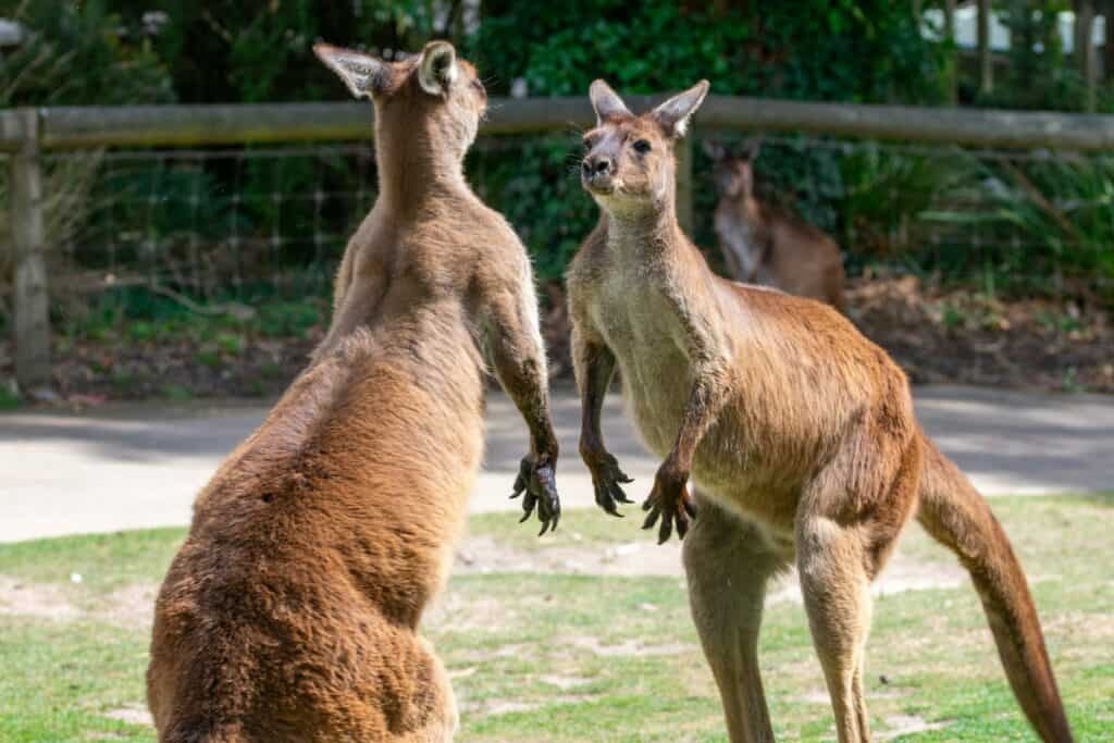 Funnay kangaroos tellng Australia jokes