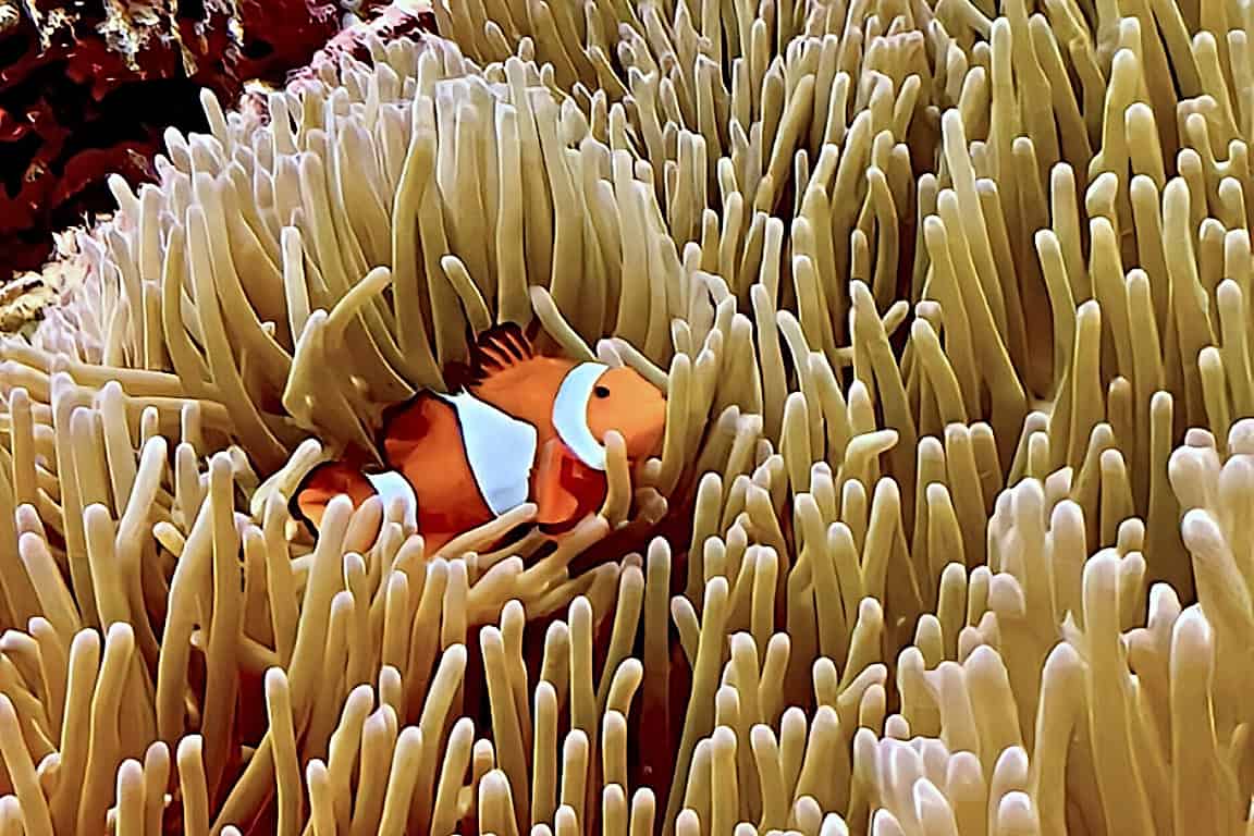 Dauin macro diving Philippines