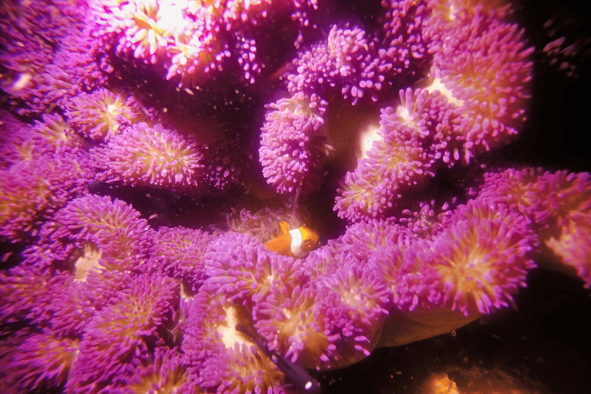Sardine run Moalboal Philippines