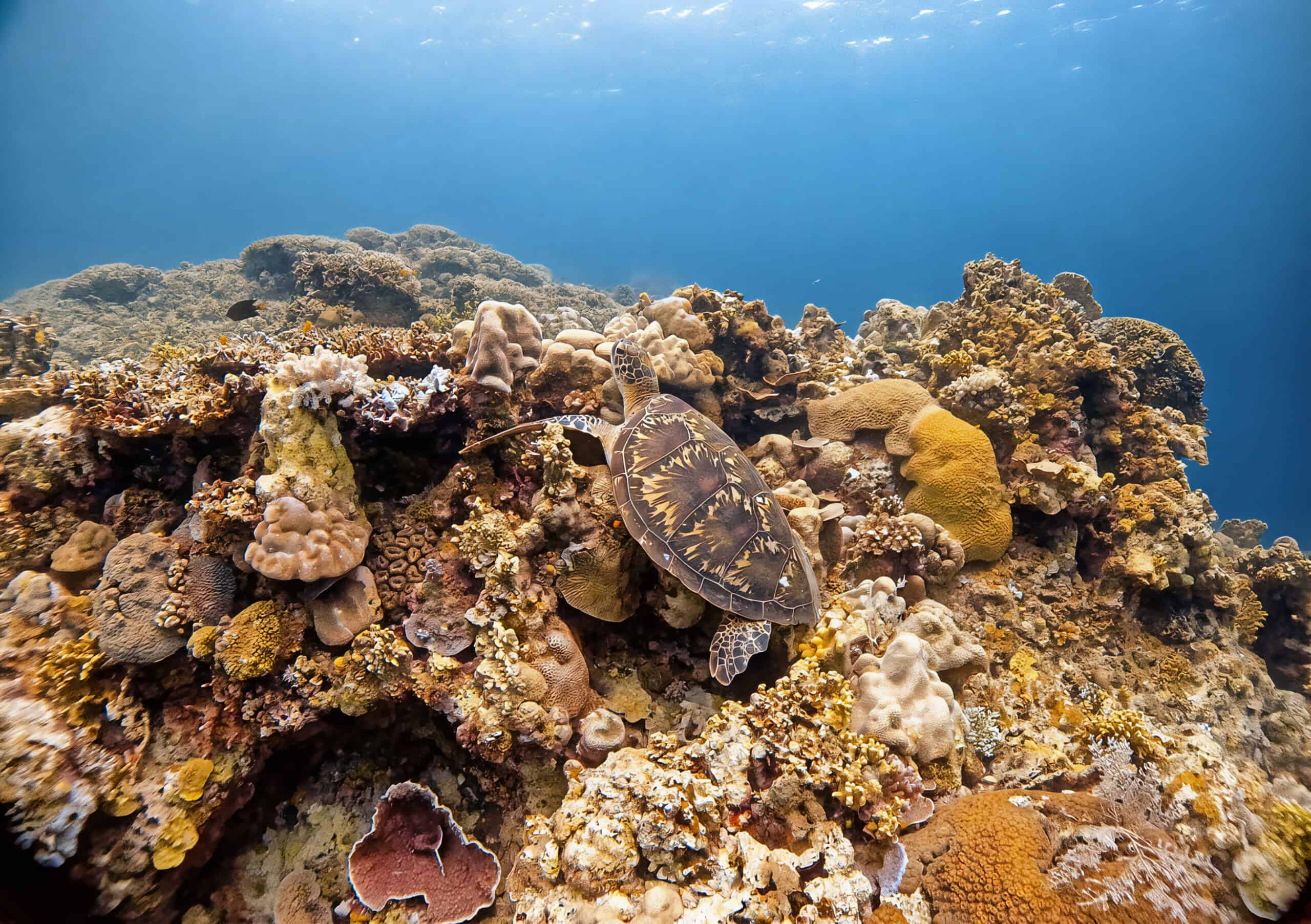 Siquijor Philippines diving