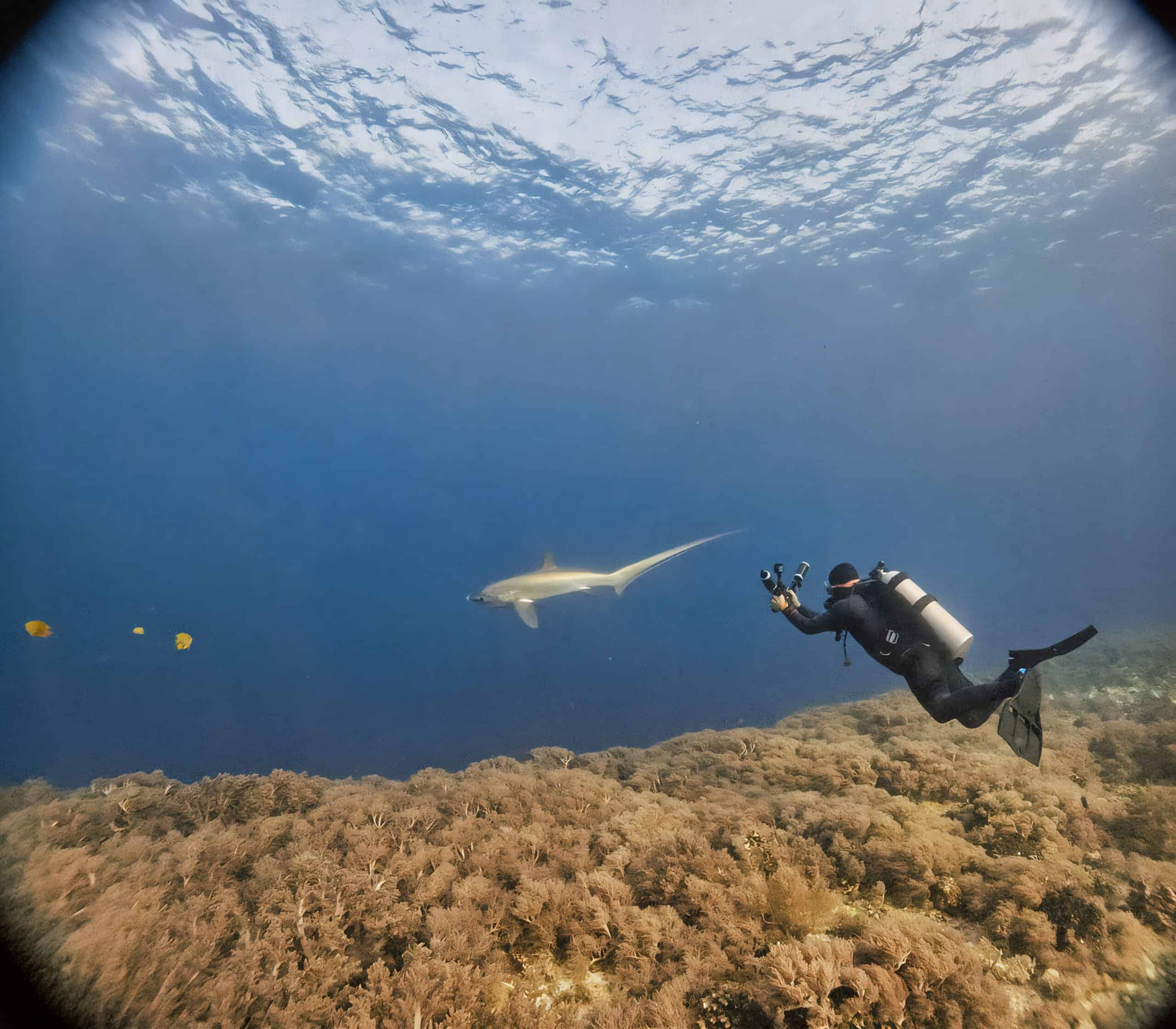 Nudibranch macro diving Philippines