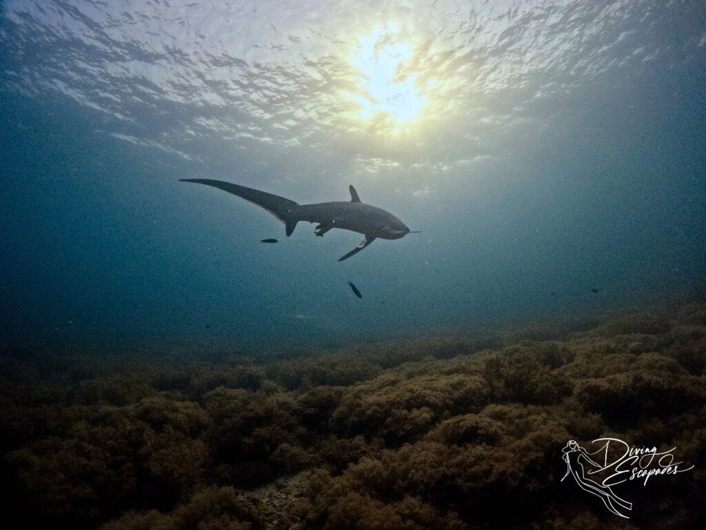 Thresher shark in Malapscua