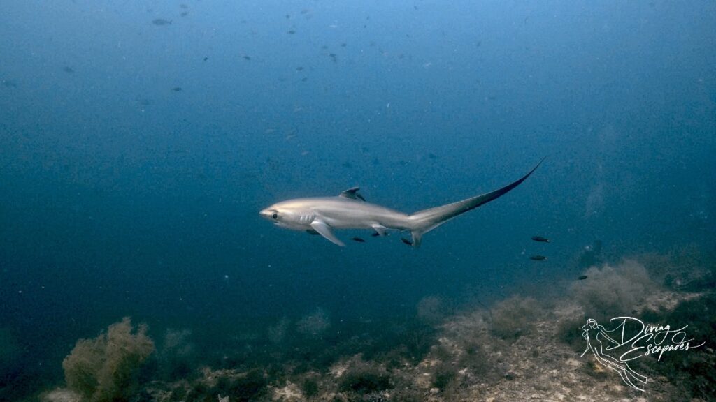 Thresher shark in Malapascua