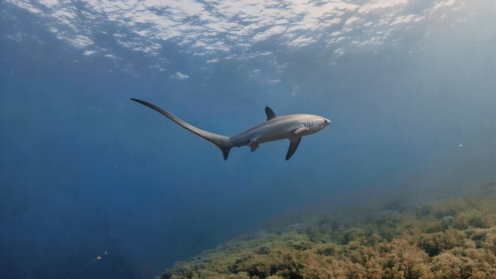 Thresher shark while diving in Malapascua Island in the Philippines