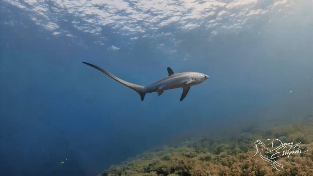 Thresher shark - highlight of Malapascua Diving