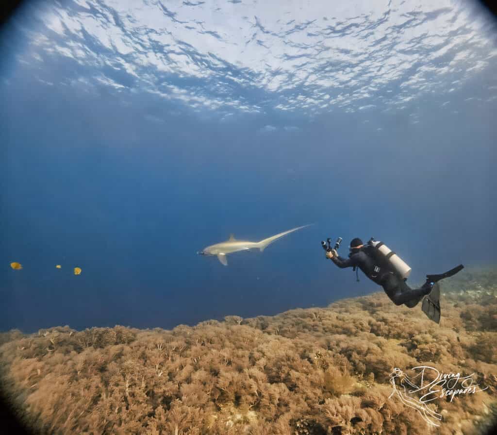 Diver and thresher shark seen while diving in Malapascua Island
