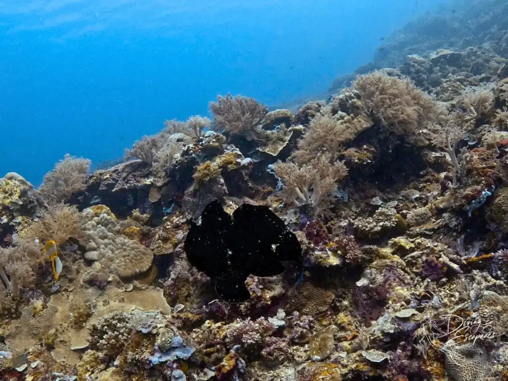 Frogfish in black camouflage see while diving in Siquijor