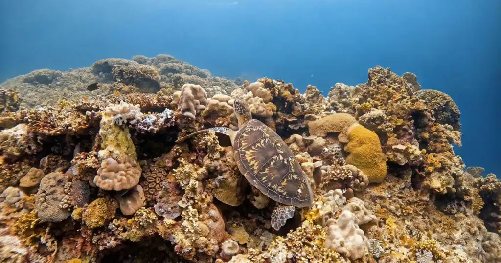 Sea turtle photographed while diving in Siquijor.