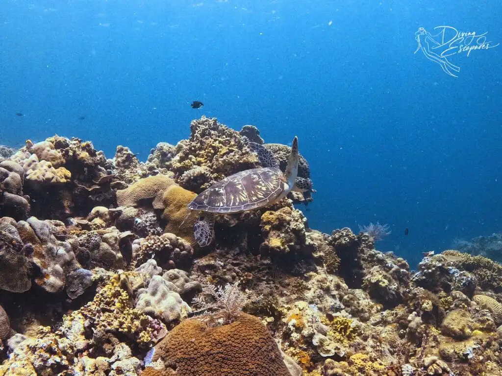 Turtle seen while diving in Siquijor