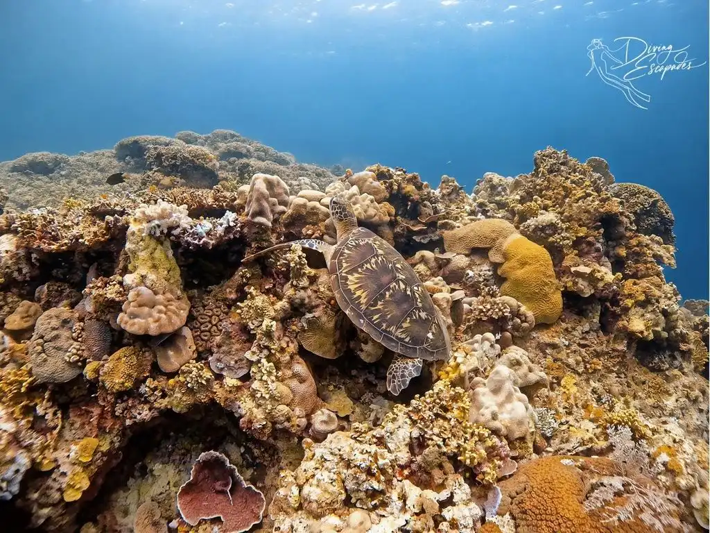 Sea turtle photographed while diving in Siquijor.