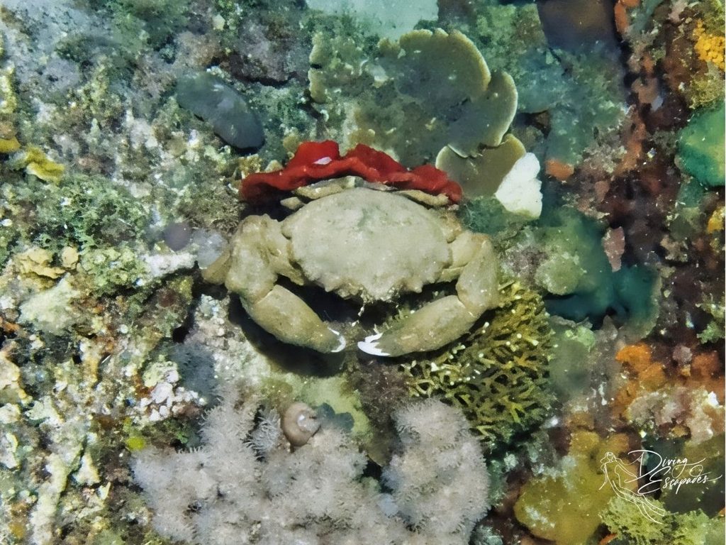 Sponge crab from the Dromiidae family seen during a night dive in Siquijor.