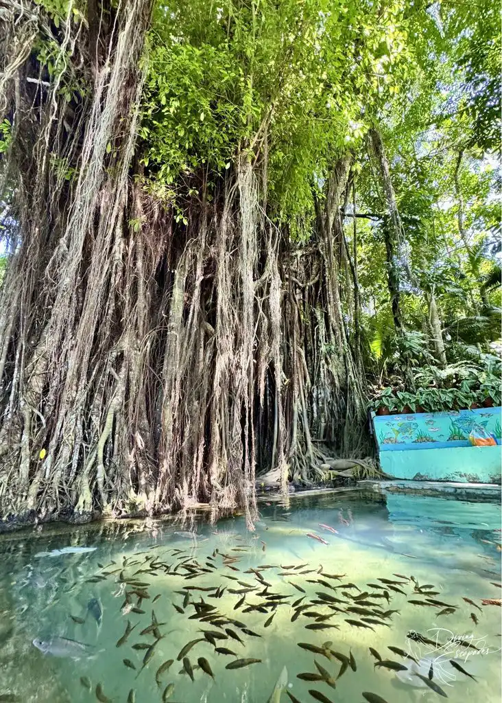 Old enchanted Balete tree in Siquijor.
